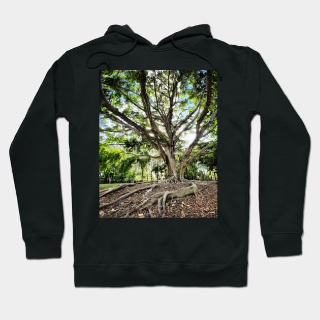 Mangrove Hoodie by goodieg